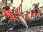 Pescadores vascos venden su cuota de atún a almadraba de Barbate