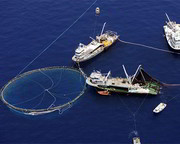 Pesca de atún rojo con redes de cerco en aguas del Mediterráneo