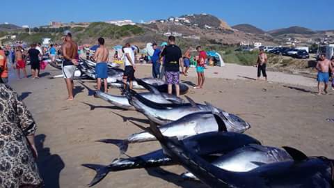 Atunes en costa de Marruecos