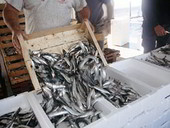 Subasta de pescado en una lonja andaluza